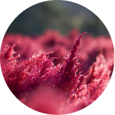 Astaxanthin